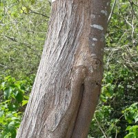 Holoptelea integrifolia (Roxb.) Planch.